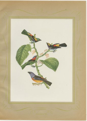 Tanagers and Warblers, Brazilian Bird Print, Descourtilz, 1944, view 2