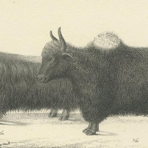 Antique Print of Oxen and Sheep by Schinz, 'c.1830', close-up 1