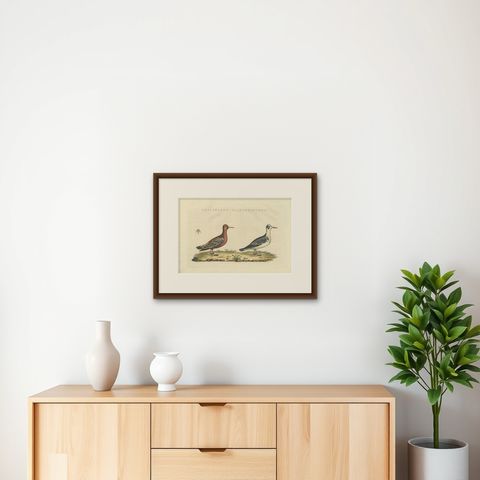 Antique Bird Print of the Red or Grey Phalarope by Sepp & Nozeman, 1829, shown framed on a wall