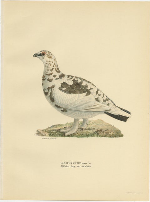 Antique Bird Print of the Rock Ptarmigan by Von Wright '1929', view 3