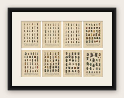 Museum Style Beetle Specimen Plates, Victorian Entomology Prints, Set of 8, shown framed