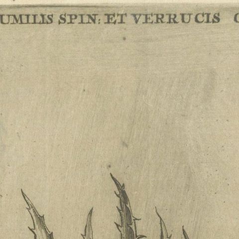 Aloe Afric Humilis Botanical Engraving from Caspar Commelin’s Work, 1706, close-up 5
