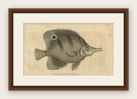 Long-Nosed Surgeonfish, Antique Hand-Colored Fish Engraving, Nodder c.1794, shown framed