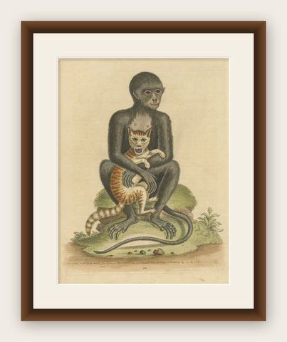 Antique Print of a middle-sized Black Monkey, shown framed