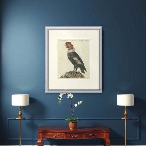 Andean Condor (Male) - Majestic Vultur gryphus Illustration by Bertuch, 1805, shown framed on a wall