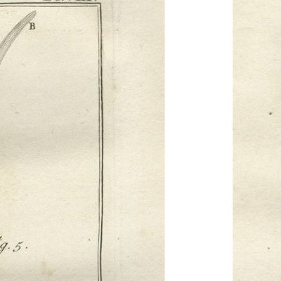 Antique Rhinoceros Horn Anatomy Engravings, Buffon Scientific Pair 1769, close-up 3
