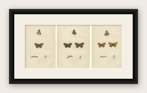 Lepidoptera Lifecycle: A Triptych of Transformation, 1890, shown framed