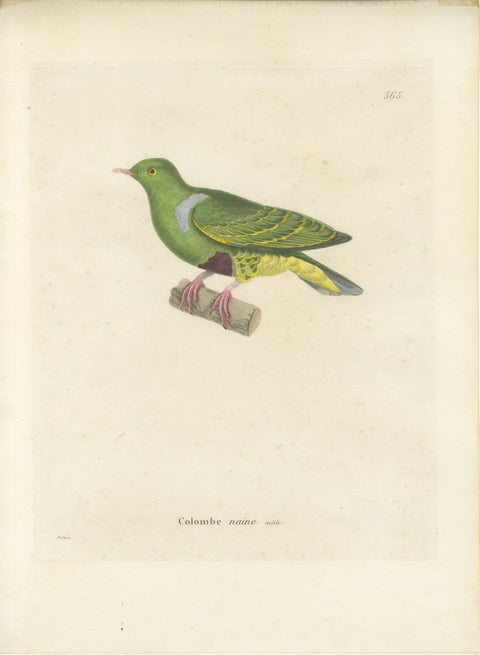 Rare Ornithological Illustration of the Male Dwarf Pigeon (Colombe naine), 1838, view 2