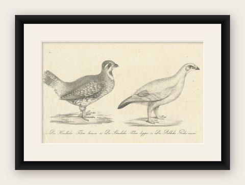 Antique Print of a Hazel Grouse and Lagopus Grouse, circa 1860, shown framed