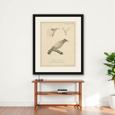 The Bald-Like Snapping Bird on a Hand-Colored Lithograph, circa 1820, shown framed on a wall