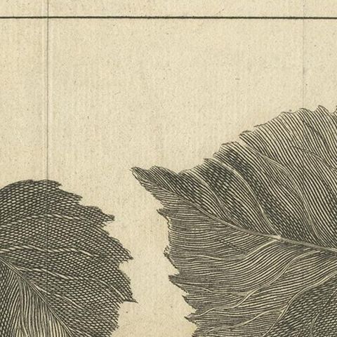 Antique Botany Print of a Birch and Lime Tree by Le Bas, 1752, close-up 1