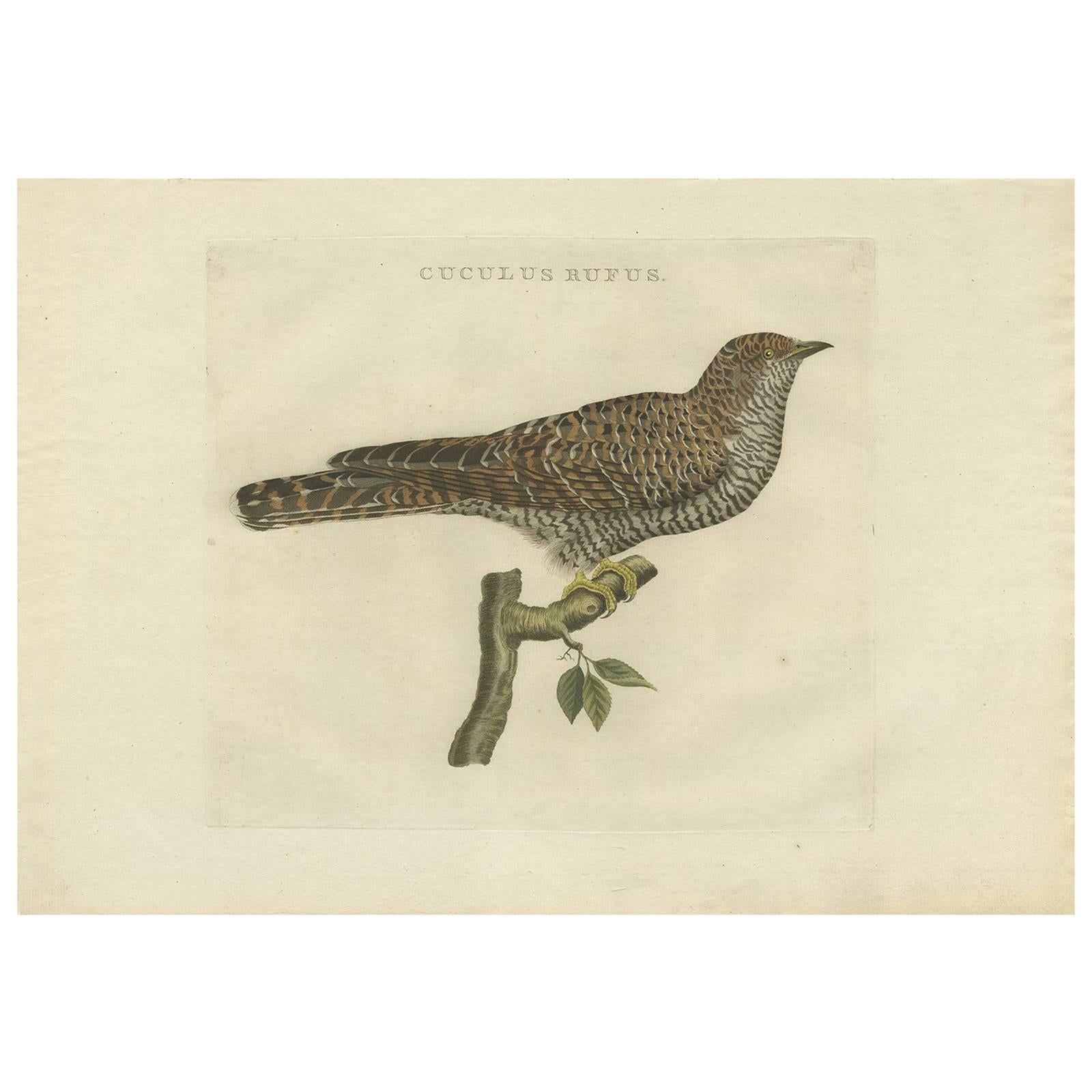 Rufous Cuckoo, Hand-Coloured Engraving with Dutch Text, 1770–1829