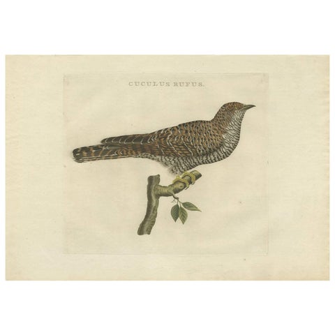 Rufous Cuckoo, Hand-Coloured Engraving with Dutch Text, 1770–1829