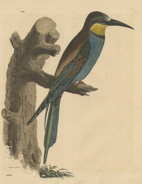 Blue-Tailed Bee-Eater Male - Hand-Colored Lithograph from The Book of the World, close-up 4