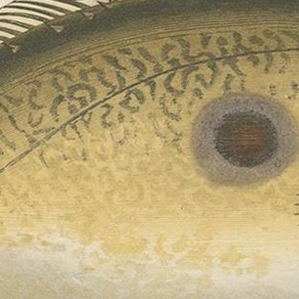 Antique Print of the Dory Fish by J. Couch, circa 1870, close-up 1