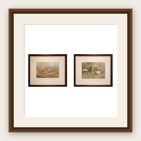 Antique Bird Prints Set of 2, Desert Species, Victorian Chromolithographs, 1895, shown framed