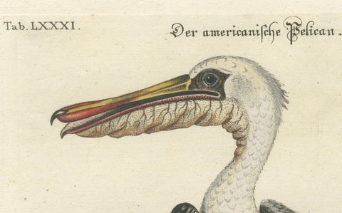 Hand-Colored Engraving of the American Pelican by Seligman, c.1770, close-up 3