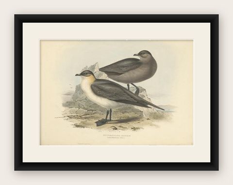 Antique Bird Print of the Richardon's Jager by Gould, 1832, shown framed