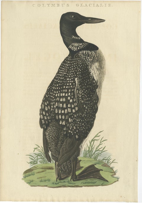 Antique Bird Print of the Common Loon by Sepp & Nozeman, 1829, view 2