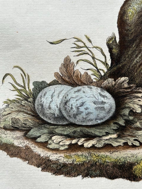 Antique Bird Print, Common Nightjar Caprimulgus by Nozeman & Sepp, 1770, view 9