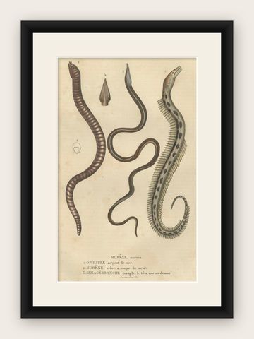 Aquatic Elegance: Brittle Star, Zebra Moray Eel, and Blind Cave Eel, 1845, shown framed