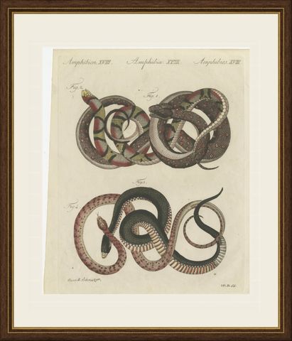 Four Intertwined Snakes, Antique Bertuch Print, Vienna, circa 1805, shown framed