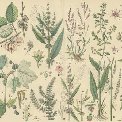 Antique Botanical Prints Set, German Wildflowers Atlas Plates, Stuttgart 1885, close-up 1