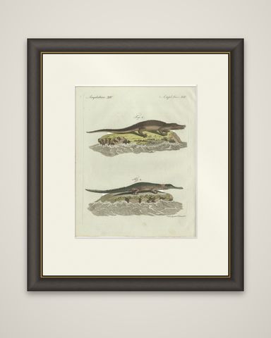 Original Antique Print of American Crocodile and Gharial by Bertuch, 1802, shown framed