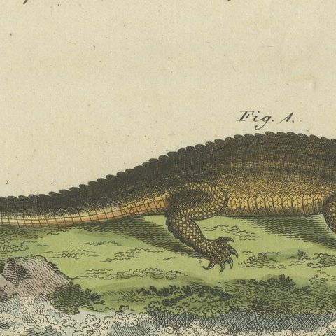 Antique Print of the Caiman Alligator and an other Crocodile species, close-up 1
