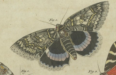 Vivid Lepidoptera: Hand-Colored 18th-Century Butterfly and Moth Studies, close-up 3