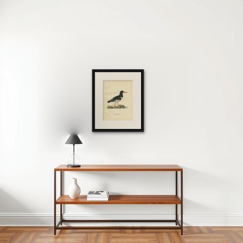 Antique Bird Print of the Eurasian Oystercatcher by Von Wright, 1929, shown framed on a wall