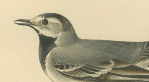 Minimalist Nordic Bird Lithograph Pair, Scandinavian Natural History, 1929, close-up 3