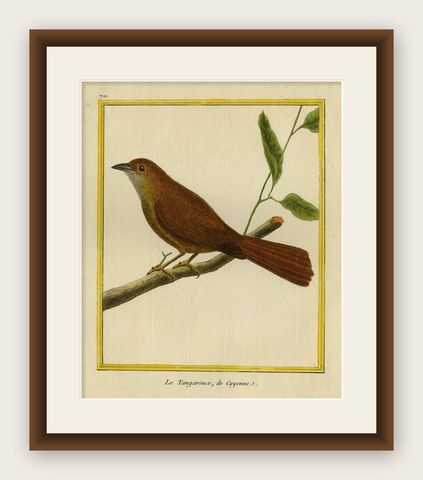 Original Hand-Colored Antique Bird Print of Tanager Bird, ca.1770, shown framed