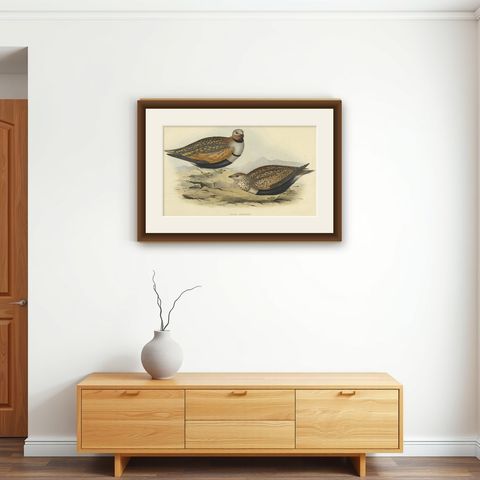 Antique Hand-Colored Bird Print of the Sand Grouse by Gould, 1832, shown framed on a wall