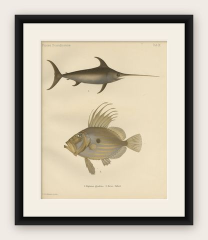 Swordfish and John Dory - Striking Scandinavian Fish Lithograph, 1895, shown framed