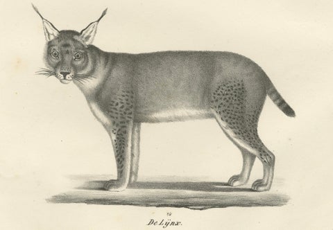 19th-Century Lithograph of the Caracal and Lynx in Striking Profiles, close-up 3