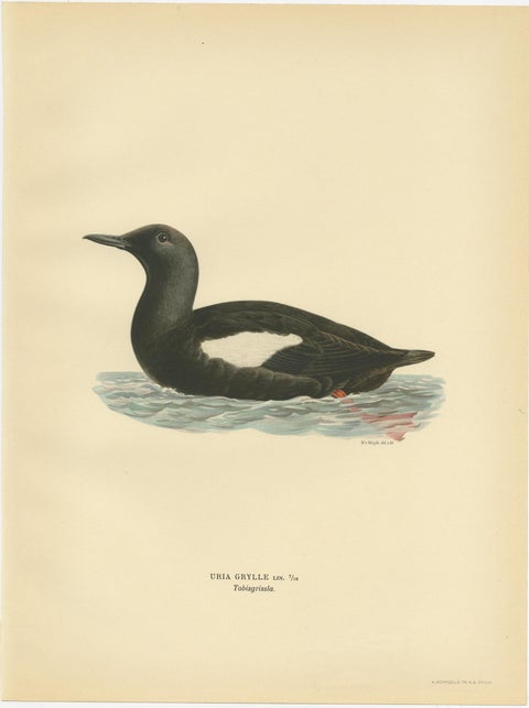 Antique Bird Print of the Black Guillemot by Von Wright, 1929, view 4