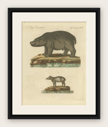 Antique Copperplate Engraving of Hippopotamus and Tapir by Bertuch, 1800, shown framed