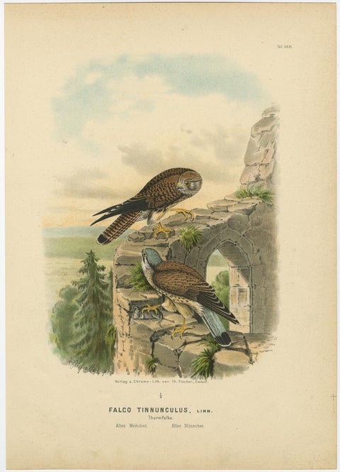 Birds of Prey, Antique Prints of Eagles and Falcons, Set of Three, 1894, view 4