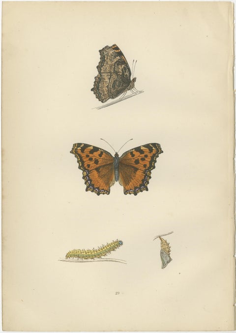 Metamorphosis in Motion: A Victorian Glimpse of British Butterflies, 1890, view 3