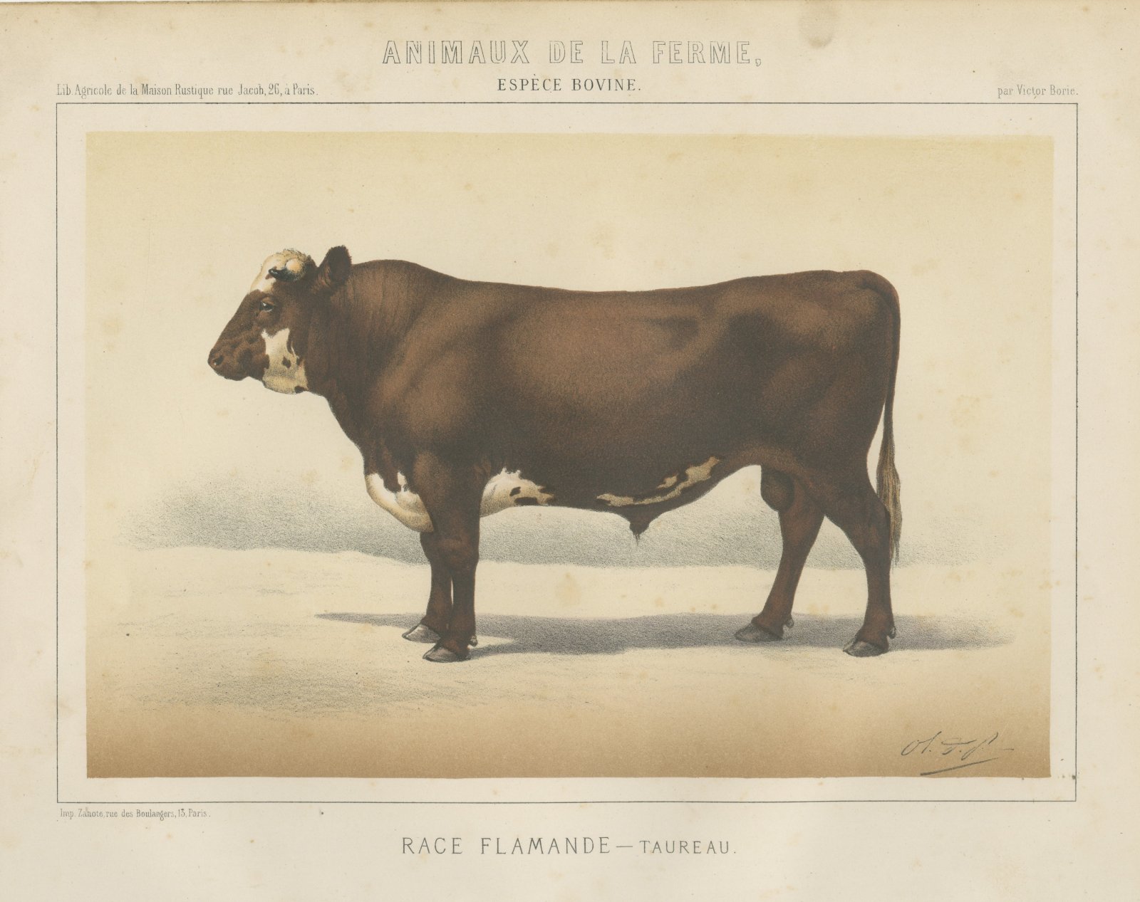 Flemish Bull, French Cattle Breed, Antique Chromolithograph by Borie, 1863