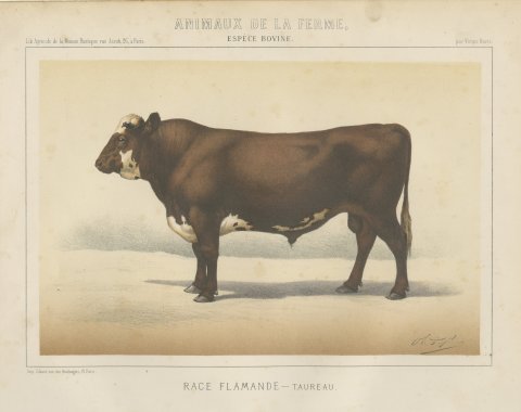 Flemish Bull, French Cattle Breed, Antique Chromolithograph by Borie, 1863