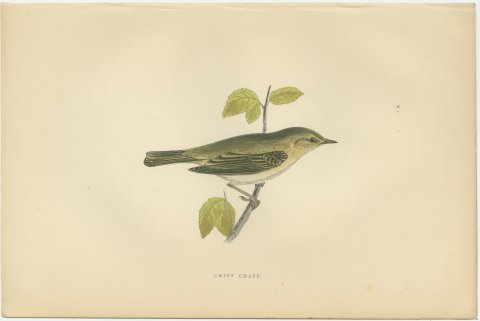 Chiff Chaff on a Leafy Branch, Hand Colored Warbler Print, Morris, 1896, view 2