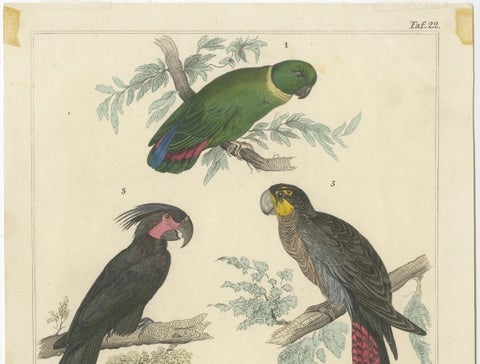 Set of 2 Antique Prints of Parrots, Lories and other Birds, close-up 5