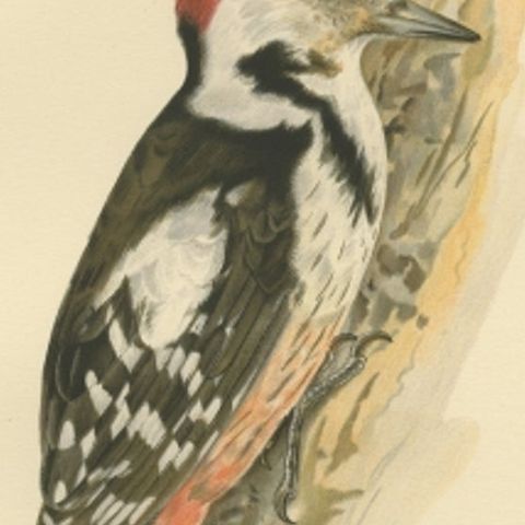 Antique Bird Print of the Male Middle Spotted Woodpecker by Von Wright, 1927, close-up 2