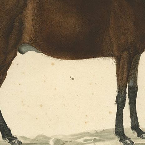 Rare Antique Print of the Icelandic Horse, 1842, close-up 6