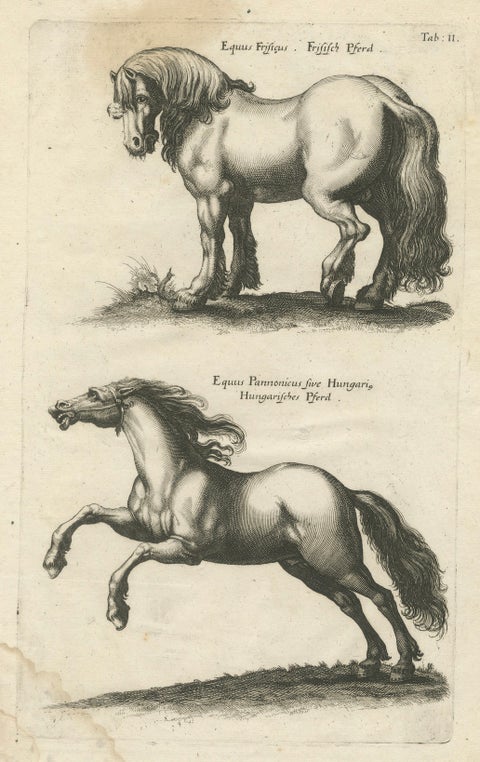 Early Frisian and Hungarian Horse Engraving by Jonstonus & Merian, 1650, close-up 1