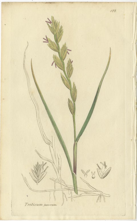 Set of 8 Antique Botanical Engravings of Wheat, Barley and Ryegrasses, c.1830, view 2