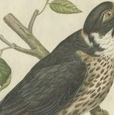 Antique Bird Print of the Eurasian Hobby 'falcon' by Sepp & Nozeman, 1797, close-up 1