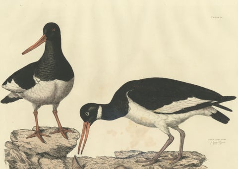 Seasonal Plumage of a Life Seize Engraving of the Common Oystercatcher, 1826, close-up 1